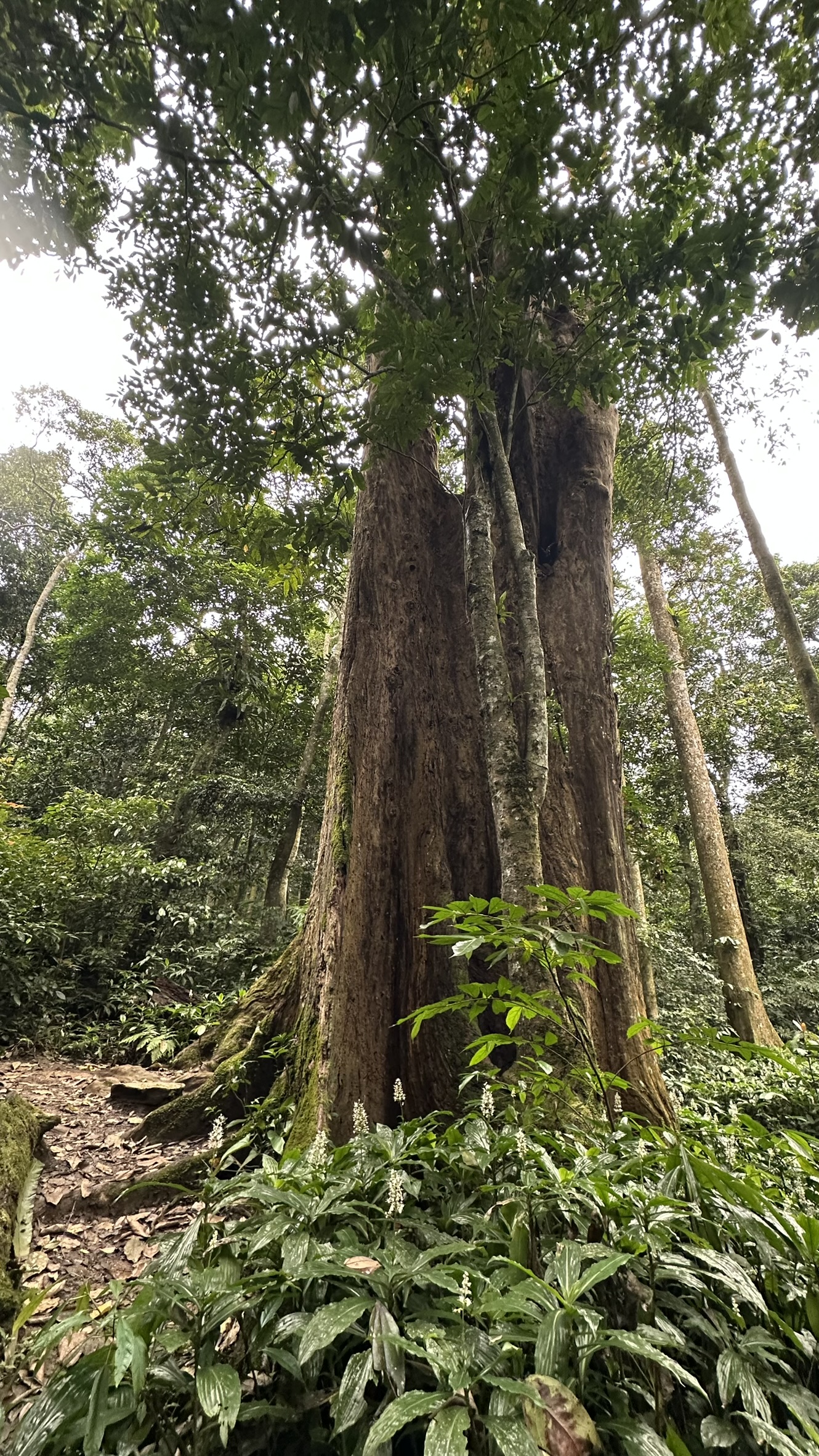Deep jungle trail in Cuc Phuong