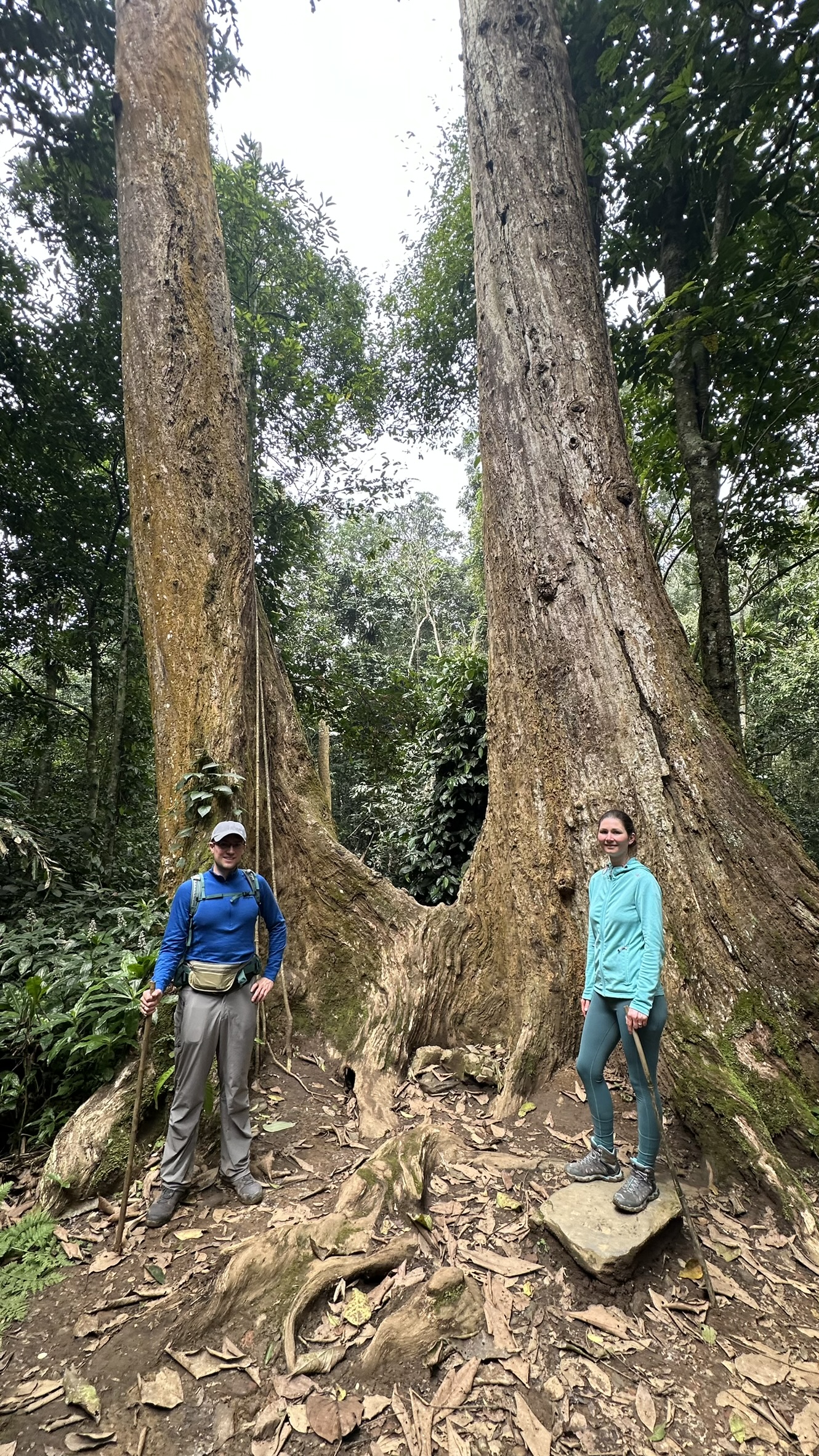 Ancient trees and roots in Cuc Phuong jungle