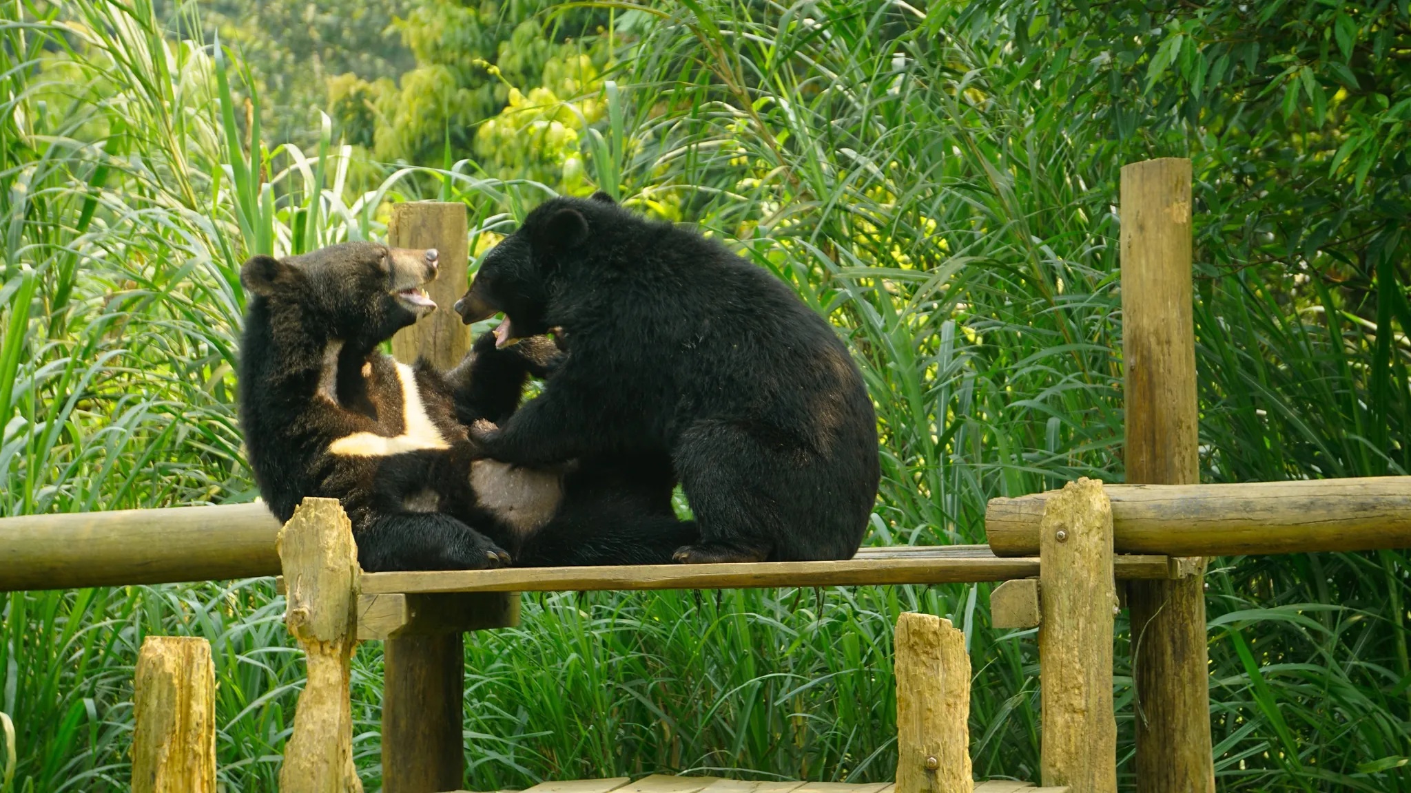 Bear Sanctuary Stories