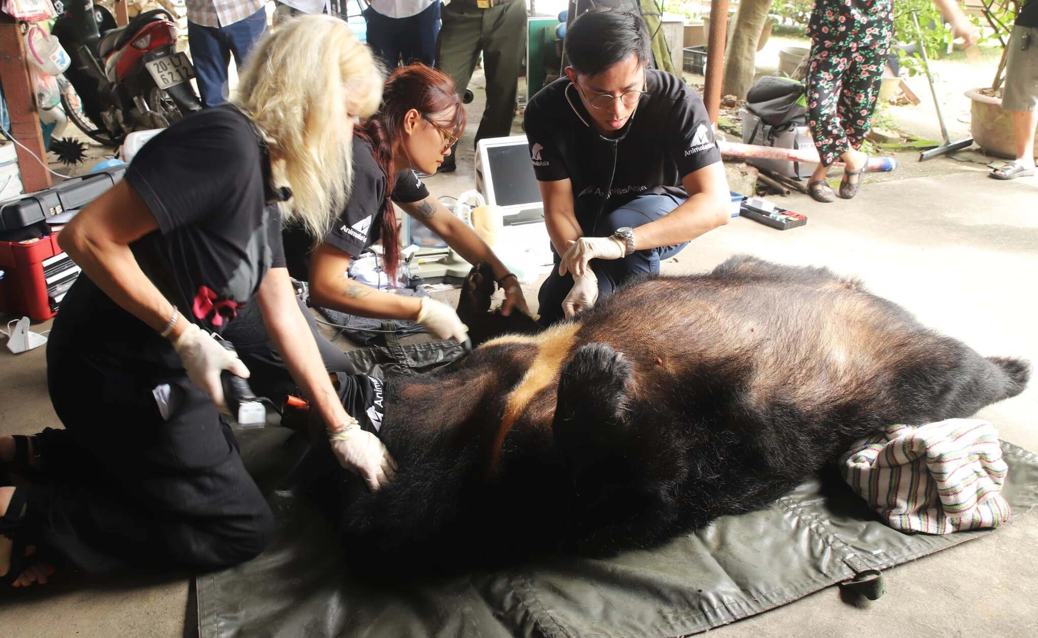 Veterinary rescue team examining a rescued bear